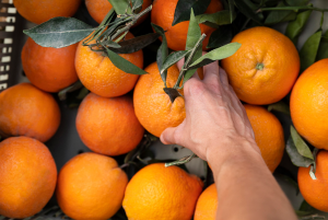 Read more about the article POSSÍVEL CRISE PODE AFETAR PRODUTORES DE LARANJA